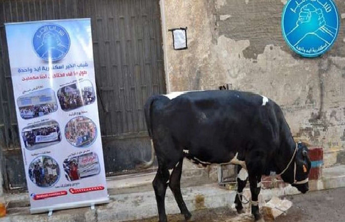 أسعار اضاحي العيد البقر والجاموس والخرفان