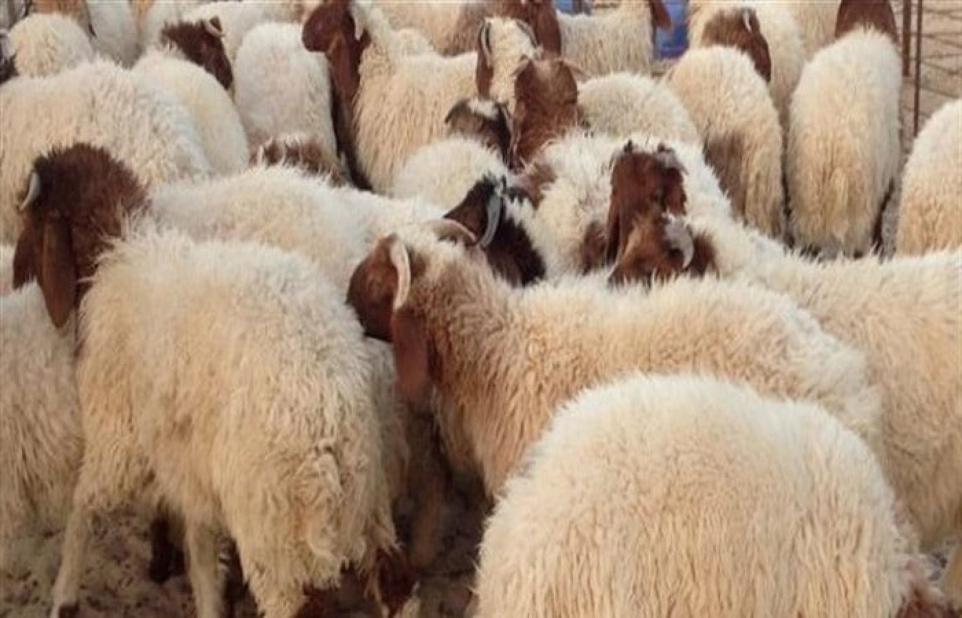 جميع أسعار اضحية عيد الأضحى في مصر 2022 الخرفان والعجول والماعز